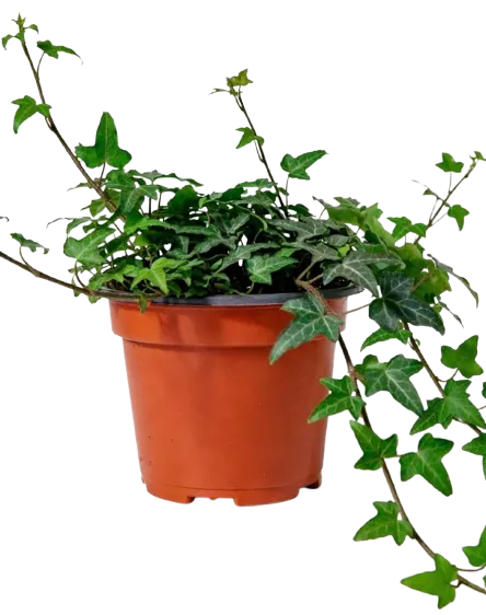 Hedera Helix  Care & Pairing | Vasebank