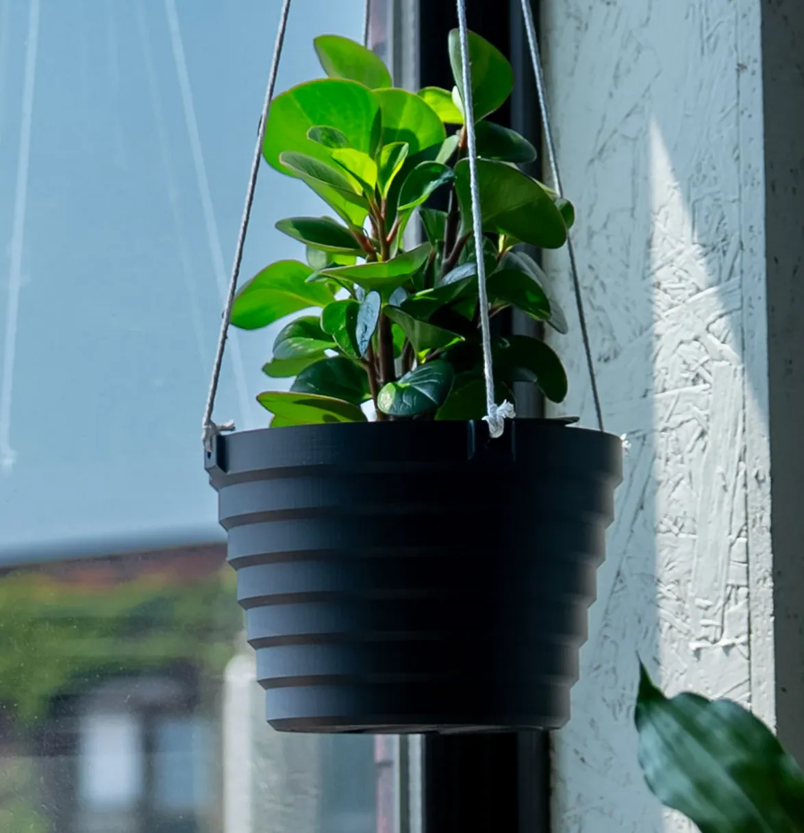 Hedera Helix  Care & Pairing | Vasebank